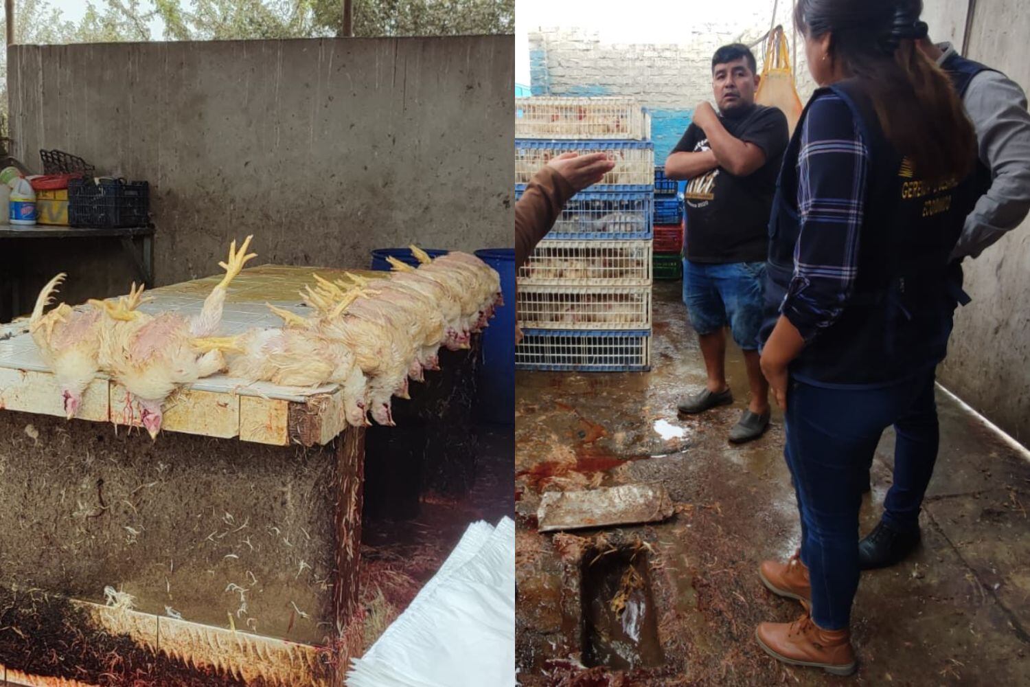 Dueño del establecimiento recibió una multa de S/ 4,950 tras inspección realizada por el personal de la Municipalidad Distrital de Nuevo Chimbote.