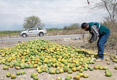 Buscan combatir la plaga de la mosca de la fruta en Piura