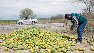 Buscan combatir la plaga de la mosca de la fruta en Piura