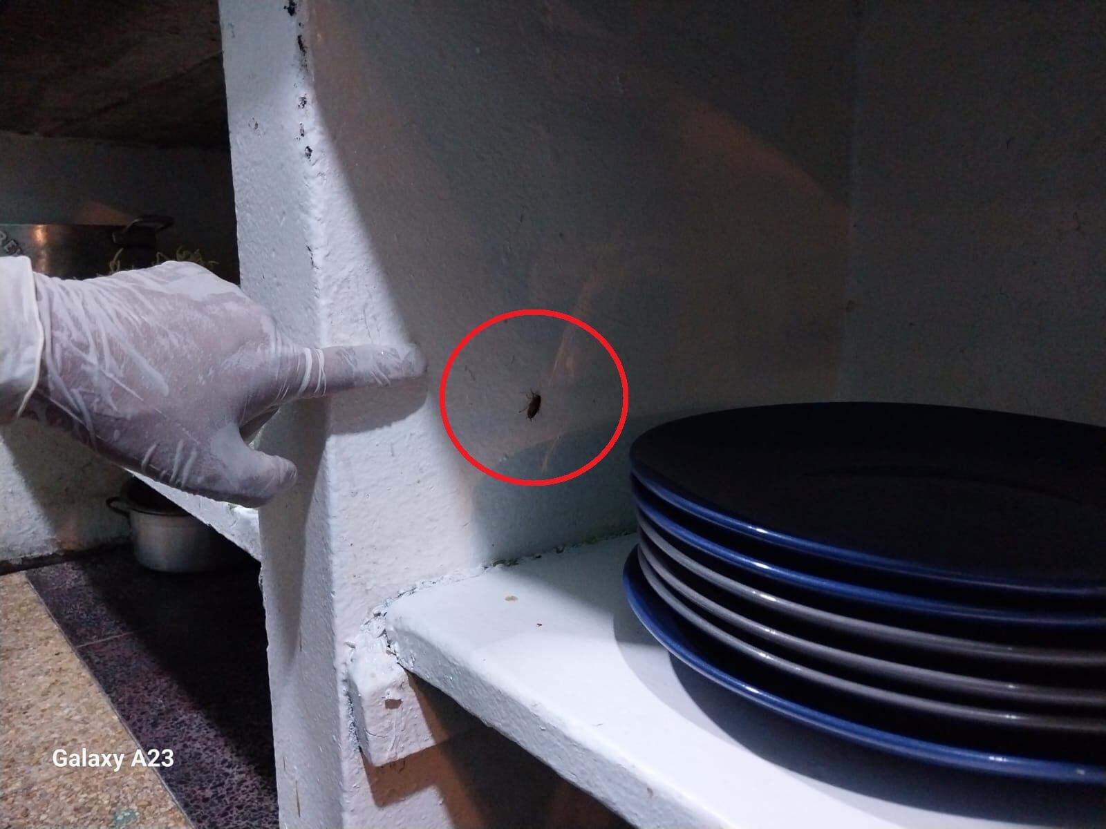 En algunos locales había insectos en el ambiente donde se preparaban los alimentos.