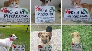 Prohíben uso de pirotécnicos ruidosos para proteger a mascotas de Nuevo Chimbote