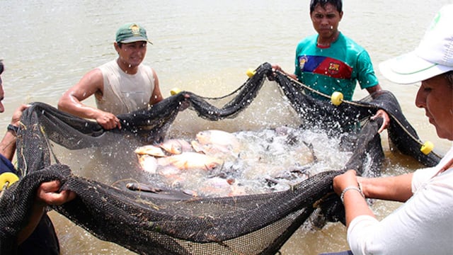Pesca y acuicultura recibirán subvenciones por más de S/ 2.1 millones para proyectos 
