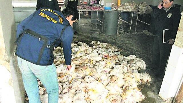 Incineran pollos en descomposición en Chosica