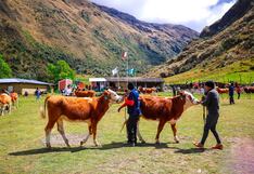 Helada castiga con fuerza al ganado y los cultivos de Andamarca