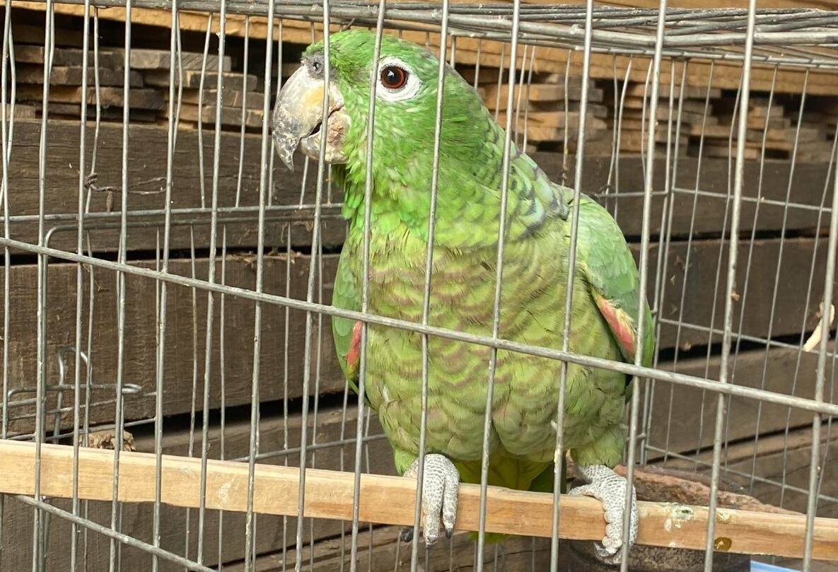 Loro se ha convertido en el centro de atención de todos los huanuqueños