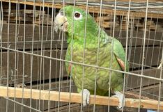 Huánuco: Funcionarios ATFFS admiten no tener espacio para albergar animales incautados