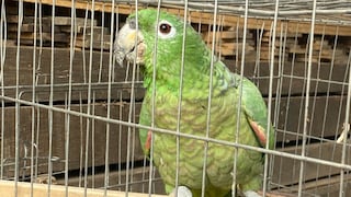 Huánuco: Funcionarios ATFFS admiten no tener espacio para albergar animales incautados