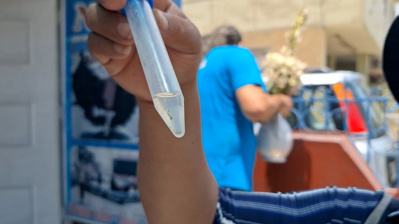 Este insecto es vector de males como el dengue y la chikunguya.