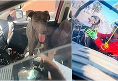 Pisco: rescatan a perrita atrapada durante semanas en acantilado de playa Lechuza