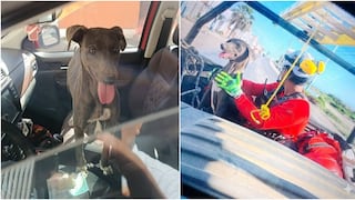 Pisco: rescatan a perrita atrapada durante semanas en acantilado de playa Lechuza