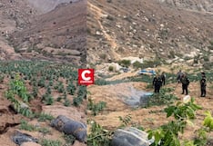 Sayán: PNP destruye más de 120 mil plantones de marihuana durante operativo en parcelas clandestinas