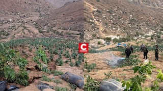Sayán: PNP destruye más de 120 mil plantones de marihuana durante operativo en parcelas clandestinas