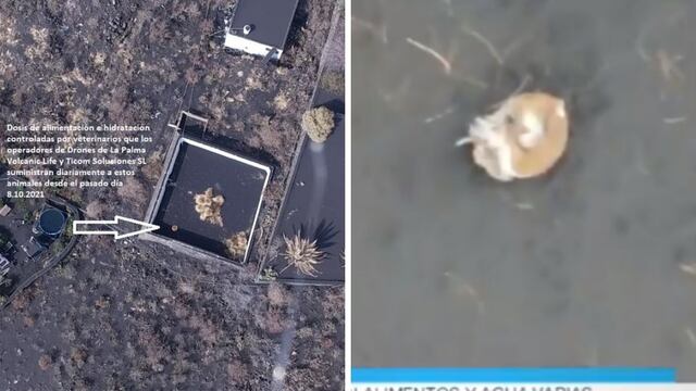 España: empresa de drones se alista para un “inédito” rescate de perros atrapados entre la lava