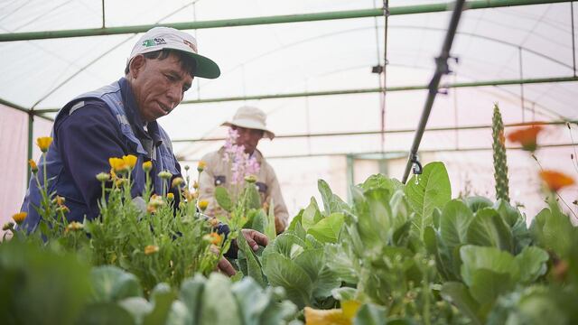 Vivero alcanza producción de 70 mil plantas nativas en Cusco