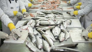 La pesca en Piura enfrenta riesgos por riesgos climáticos y aumento del petróleo