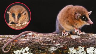 Descubren nueva especie de marsupial en el Parque Nacional del Río Abiseo