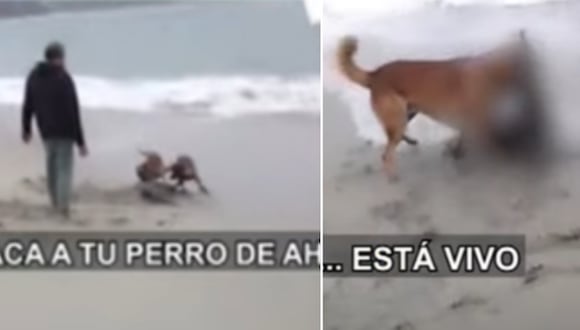 Denuncian a hombre por permitir que sus perros ataquen a lobo marino. Foto: Buenos Días Perú