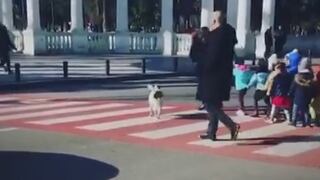 Perro callejero ladra a conductores para permitir el paso a niños (VIDEO) 