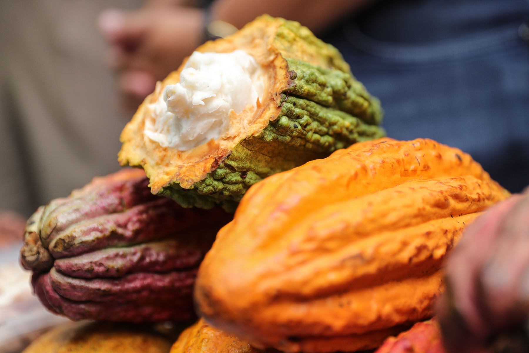 El cacao comenzó el 2024 con un ascenso de precios que ha tenido sus momentos de calma.
