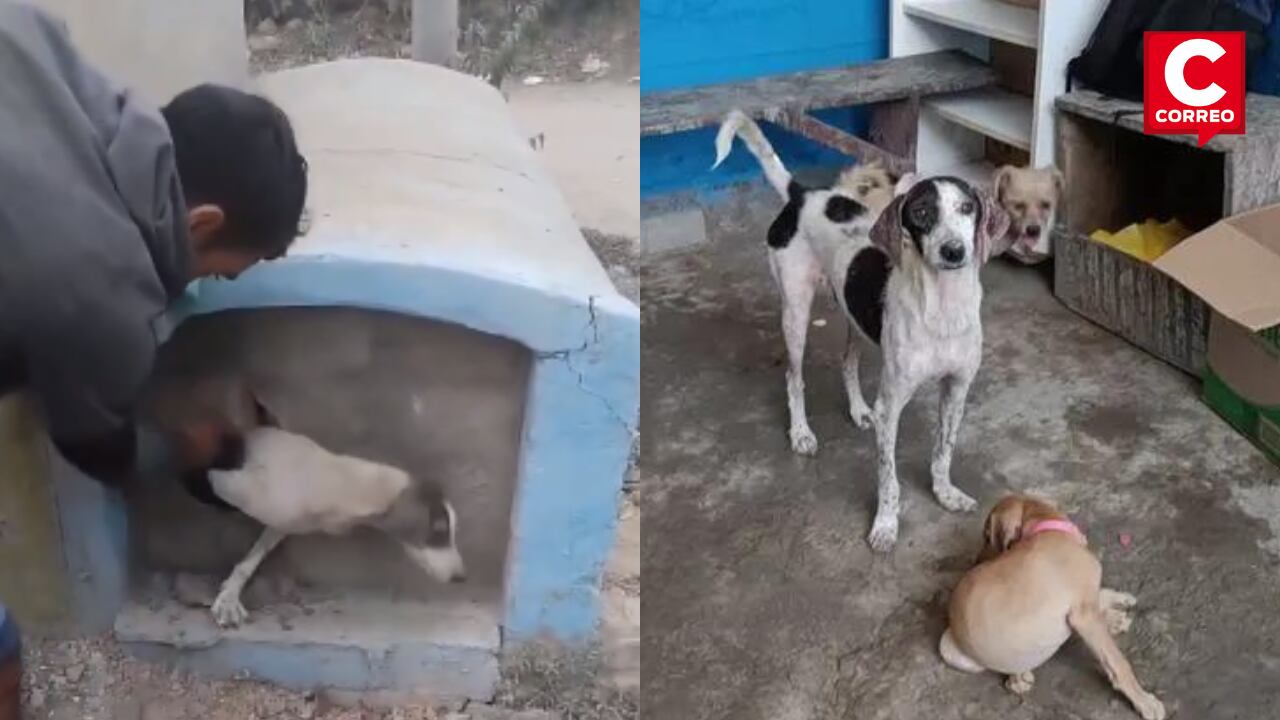 Perrita que fue encerrada en tumba ya está en un albergue.