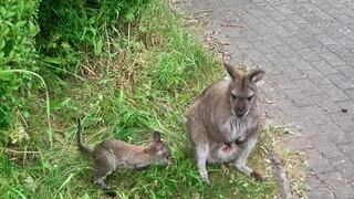Canguro se fuga de zoológico con ayuda de zorro y jabalí