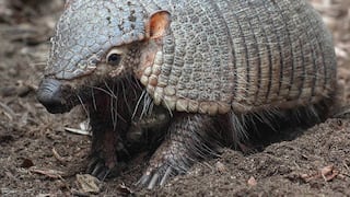 Candelaria: Serfor advierte no usar animales silvestres en danzas