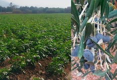Sector agrícola de Ica en alerta por efectos de altas temperaturas sobre cultivos