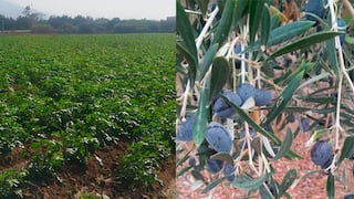 Sector agrícola de Ica en alerta por efectos de altas temperaturas sobre cultivos