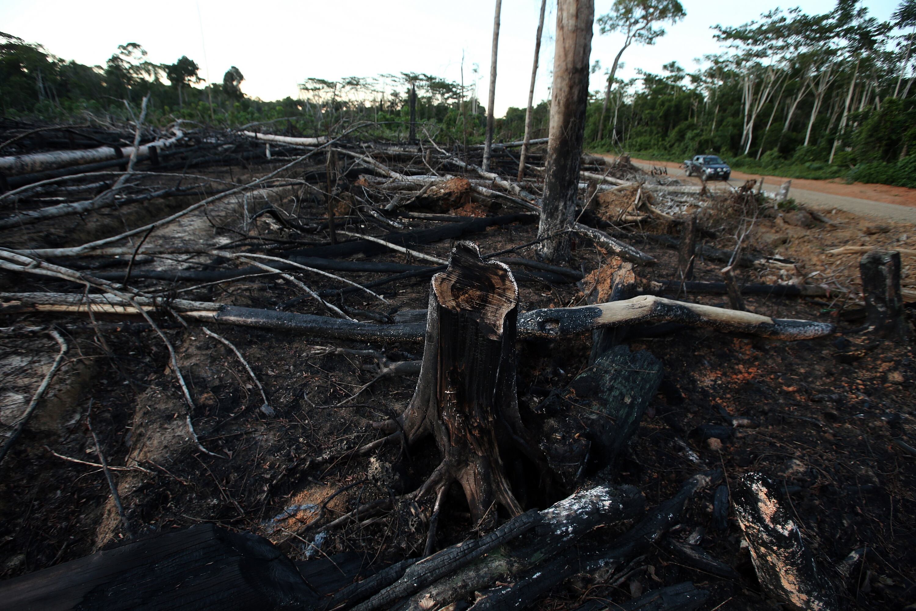 Agrobosques, Maderacre, Candela, COOPSSUR, Manutata y RONAP se unieron al programa y reforestarán más de 400 hectáreas en Madre de Dios sembrando más de 40 mil árboles de especies nativas en áreas degradadas por minería y tala ilegal. (Foto: GEC)