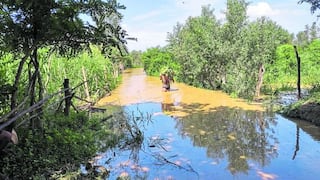 Tumbes: 250 hectáreas de cultivos afectados por crecida del río