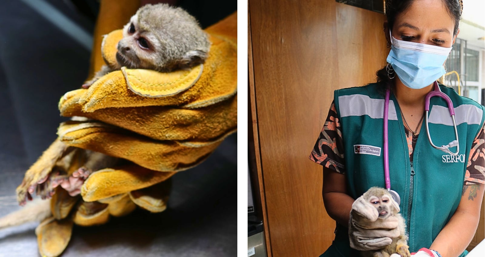 Rescatan a mono ardilla en estado crítico en vivienda de Cerro Colorado. Foto: Serfor.