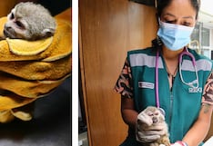 Arequipa: Rescatan a mono ardilla en estado crítico en Cerro Colorado (VIDEO)