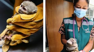 Arequipa: Rescatan a mono ardilla en estado crítico en Cerro Colorado (VIDEO)