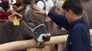El Niño pone a prueba a la ganadería lechera: productores apuestan por genética y eficiencia