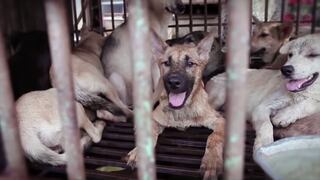 Vietnam: Famosos se unen contra consumo de carne de perro (VIDEO)