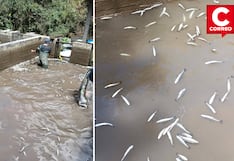 Envenenan criaderos de truchas en Pariahuanca y dejan cuantiosas pérdidas a piscicultores