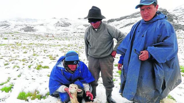 Friaje mató a más de 22 mil alpacas
