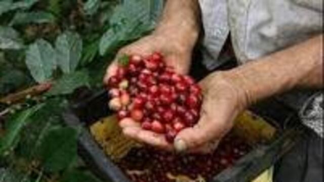 Café, pimientos y jugo de maracuyá lideran exportaciones lambayecanas 