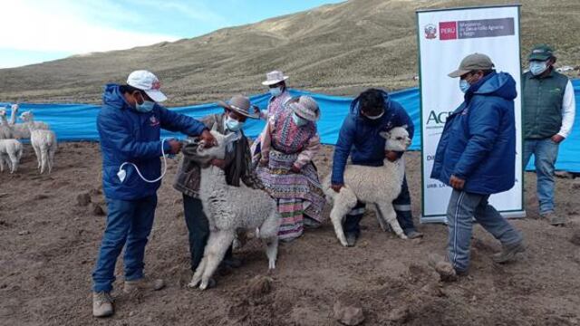 Tacna: Amplían presupuesto para salvar a 3,000 camélidos de la muerte por heladas