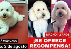 Surco: Familia busca a su poodle “Rabito” que escapó de veterinaria durante corte de pelo
