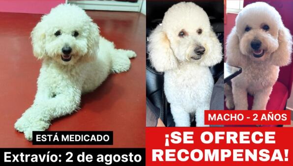 El perro de 2 años se extravió el pasado 2 de agosto tras huir de la mesa de grooming. La familia denuncia negligencia y ha ofrecido recompensa por su paradero.