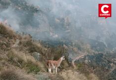 Tarma: Llama se salva de morir en incendio forestal