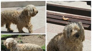 Buscan hogar para 'Shapo': El perro que vive en un parque de Tarma
