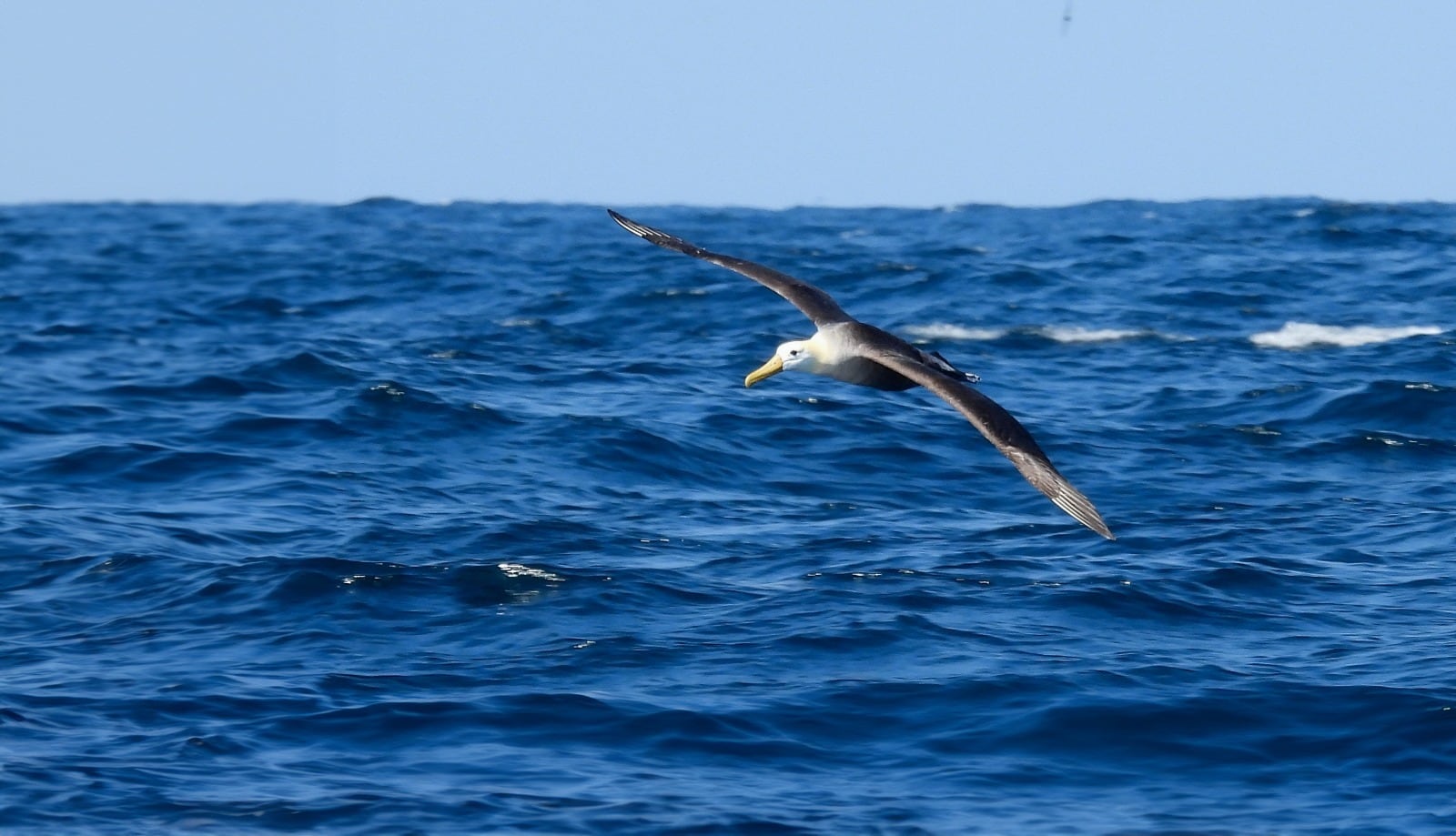 El Niño Niño Costero incrementa el varamiento de fauna marina y se trasladan al sur del país (Foto: Midagri)