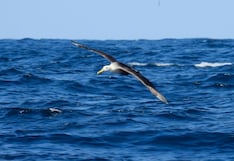 El Niño Niño Costero incrementa el varamiento de fauna marina y se trasladan al sur del país