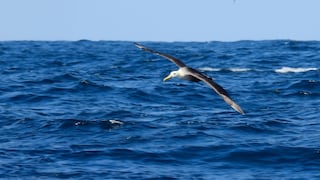 El Niño Niño Costero incrementa el varamiento de fauna marina y se trasladan al sur del país
