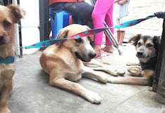 VES contará con programa gratuito de esterilización para perros y gatos abandonados