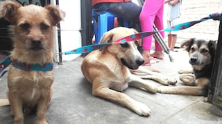 VES contará con programa gratuito de esterilización para perros y gatos abandonados