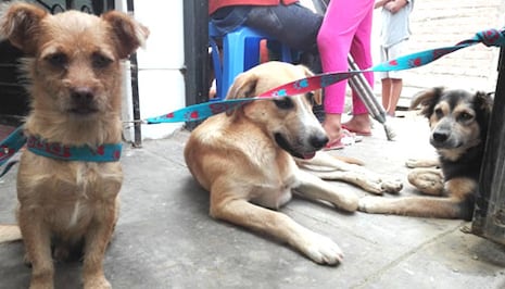 VES contará con programa gratuito de esterilización para perros y gatos abandonados