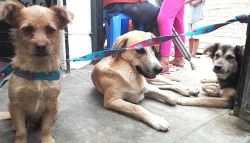 Alianza busca frenar el abandono de perros y gatos con esterilizaciones gratuitas.